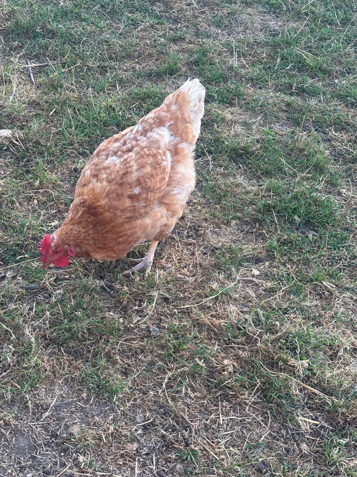 3 legkippen te koop