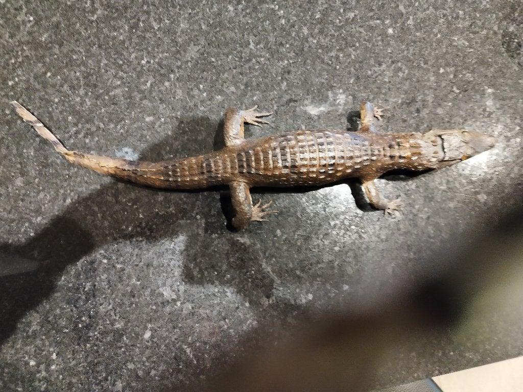 Taxidermie Krokodil, Collections, Enlèvement ou Envoi, Comme neuf, Reptile ou Amphibien, Animal empaillé