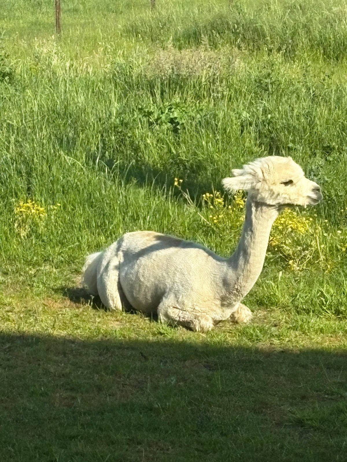 Alpaca hengst, Dieren en Toebehoren, Juni, Mannelijk