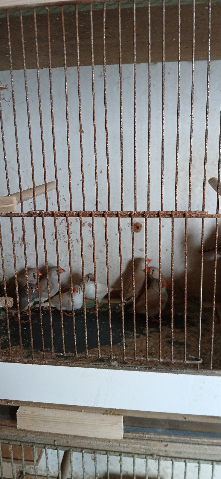 zebravinken 2026, Meerdere dieren, Tropenvogel