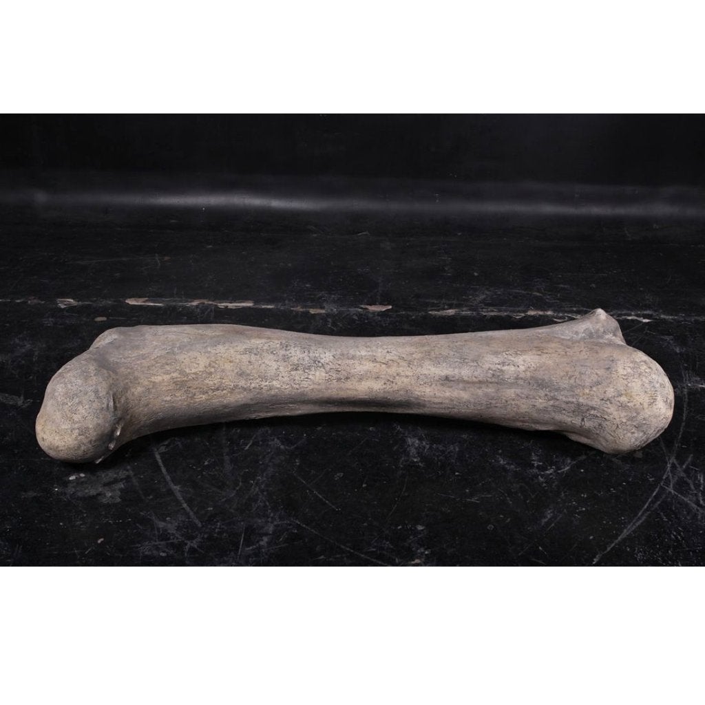 Os de dinosaure — Statue de dinosaure Longueur 118 cm, Enlèvement, Neuf