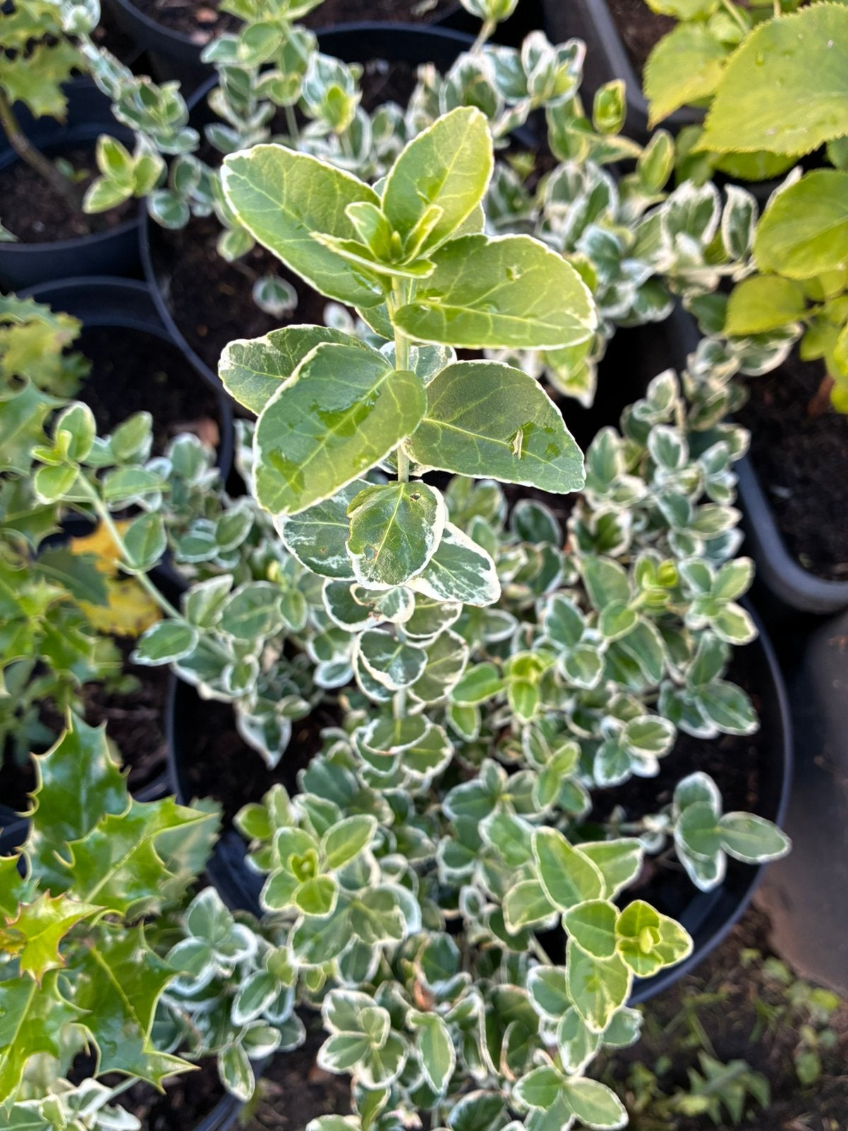 Euonymus, Jardin & Terrasse, Plantes | Jardin, Enlèvement