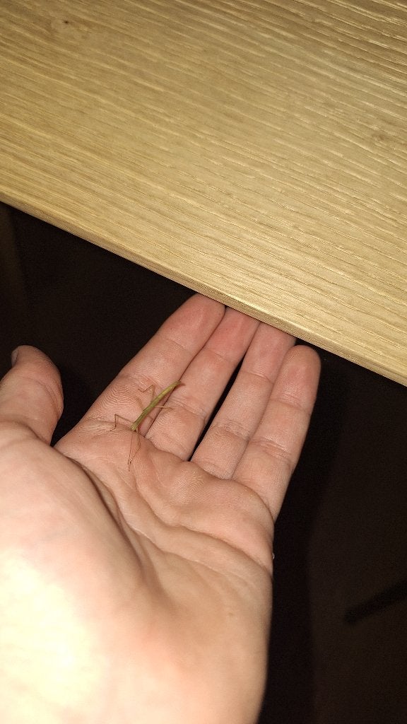 Indische wandelende takken, Phasme