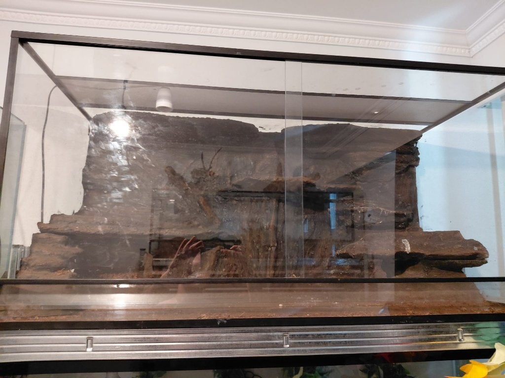 Terrarium 120x60x60 met achtergrond, Overige soorten