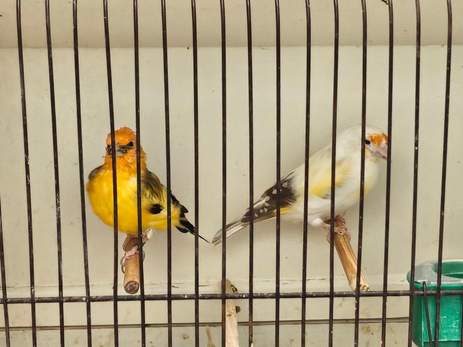 mooie grote distelvinken 2026, Dieren en Toebehoren, Mannelijk, Wildzangvogel, Geringd
