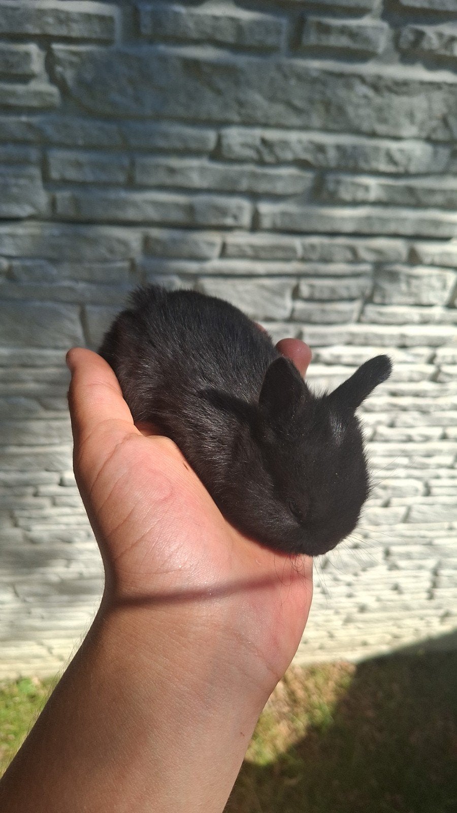 Dwergbabykonijn, Dieren en Toebehoren, Konijnen, Meerdere dieren, Dwerg, 0 tot 2 jaar