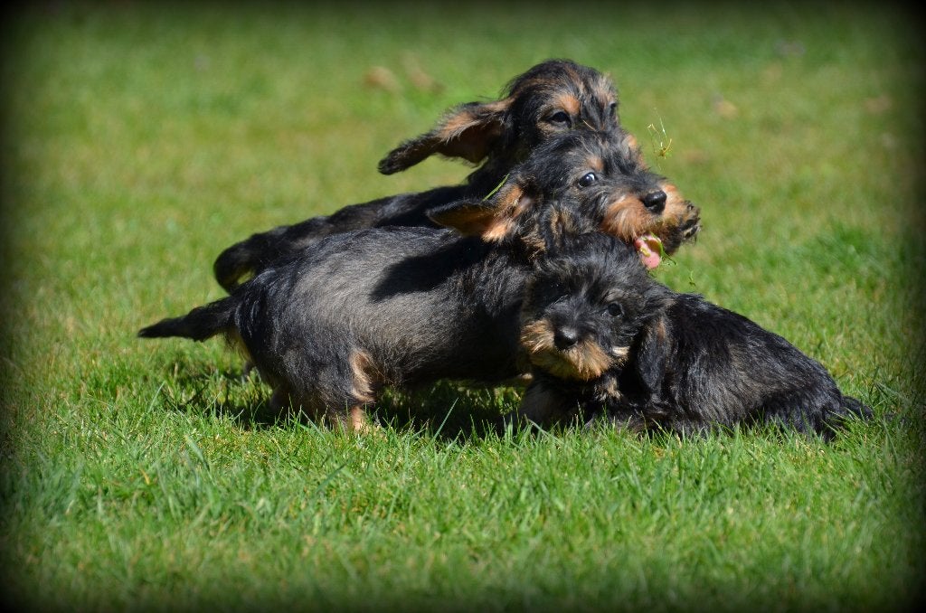 Chiots teckel à poil dur, Animaux & Accessoires, Chiens | Teckels & Bassets, 15 semaines à 1 an, Chien (mâle), Belgique, Éleveur | Professionnel