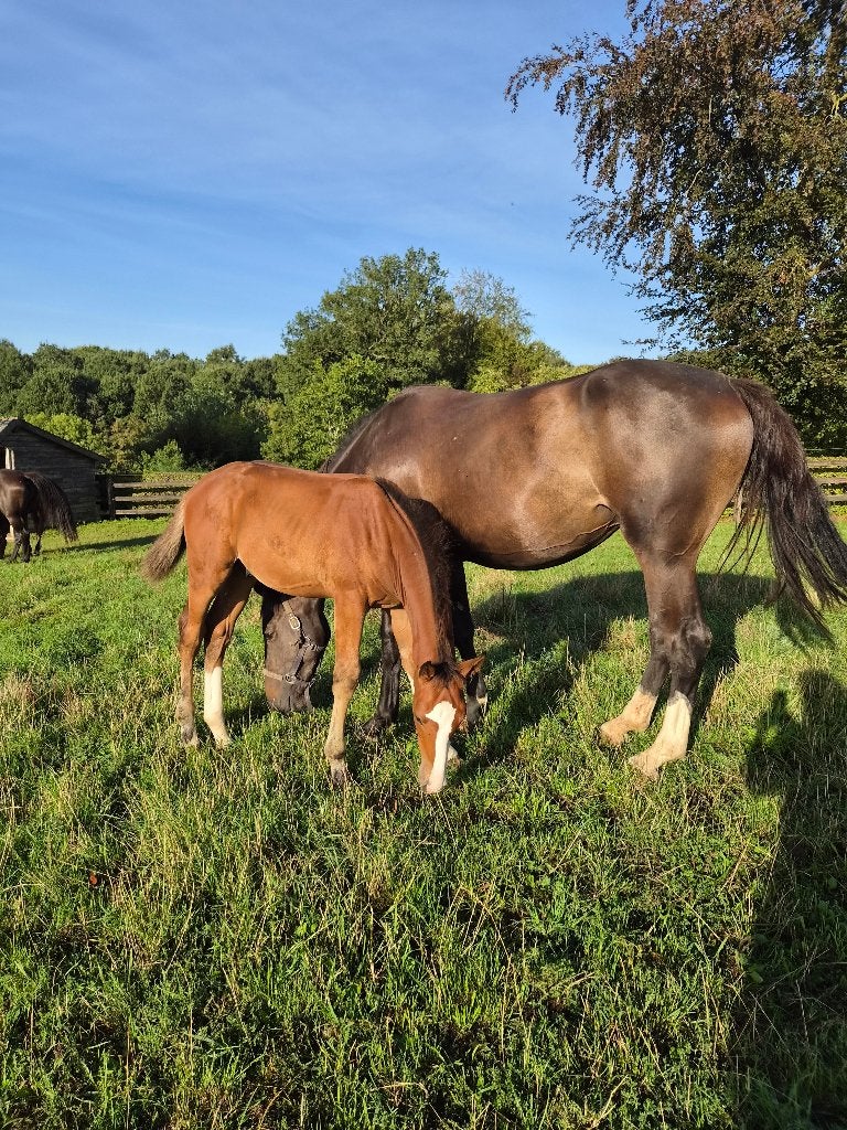 Poulain à vendre, étalon AKARD HERO Z, Animaux & Accessoires, Étalon, Z, Cheval de saut, Avec pedigree