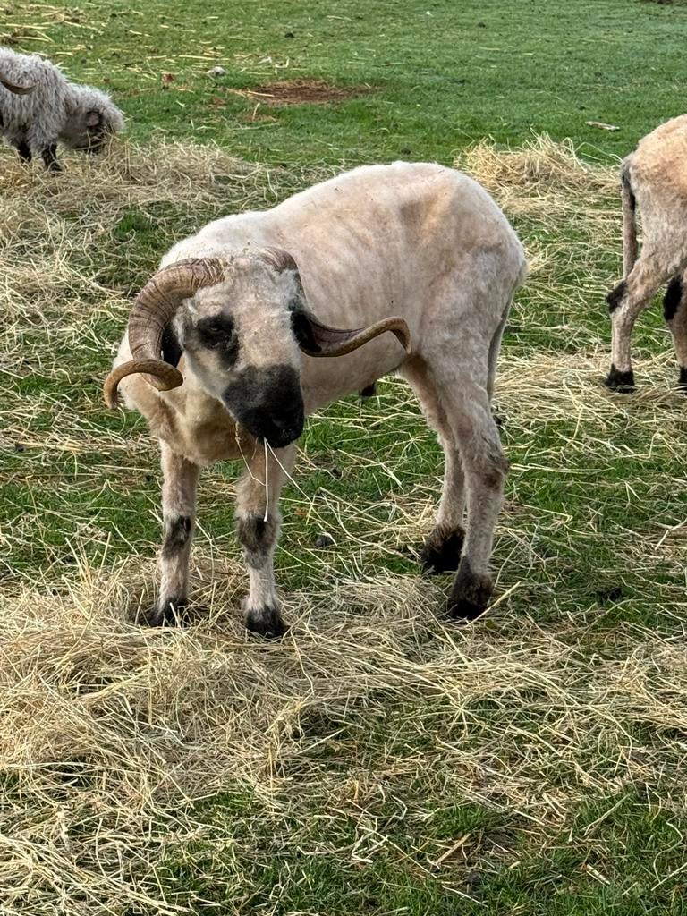 walliser schwarsnaze ram te koop, Dieren en Toebehoren, Mannelijk, Schaap, 3 tot 5 jaar