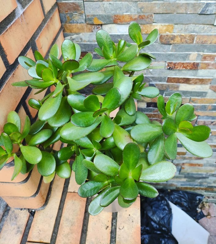 jade plant, Huis en Inrichting, Kamerplanten, Ophalen, Vetplant, In pot, Minder dan 100 cm
