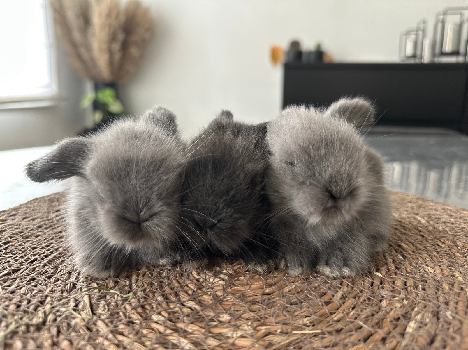 Mini lionlop voedsters, Hangoor