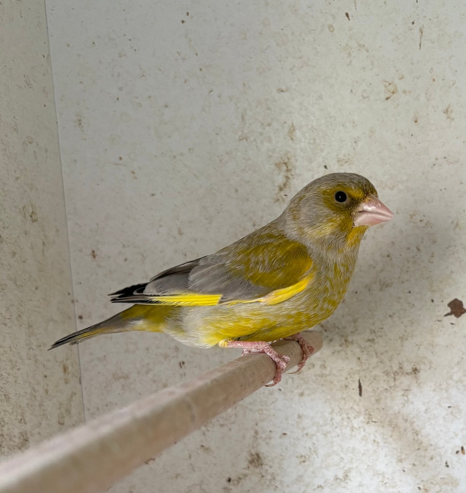 Groenvinken, Dieren en Toebehoren