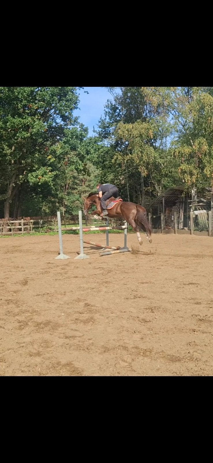 springpaard, Dieren en Toebehoren, Springpaard