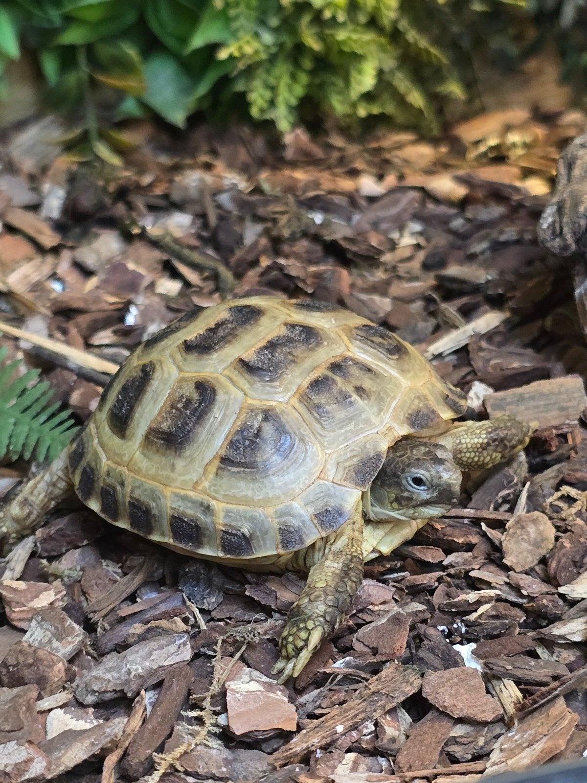 Prachtige vierteenschildpadden (Testudo horsfieldii) NK 2025, Animaux & Accessoires, Reptiles & Amphibiens, Amphibien