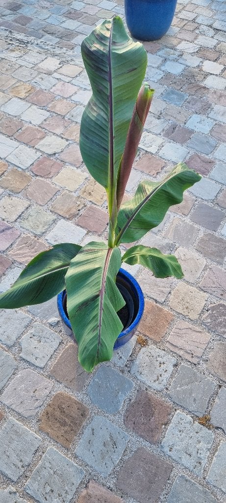 Musa Basjoo bananenplant, Ophalen