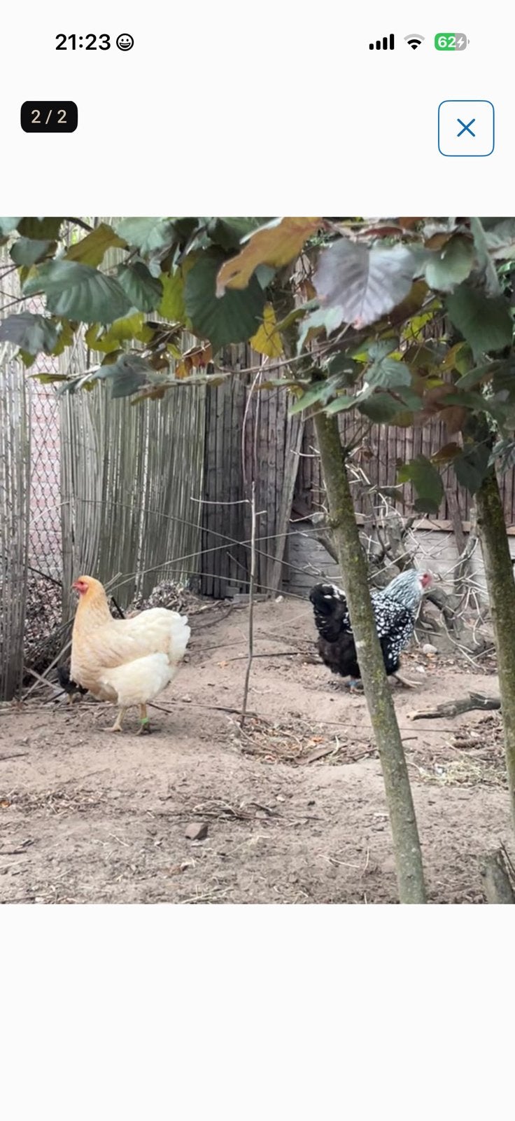 Twee hennen wyandotte, Dieren en Toebehoren