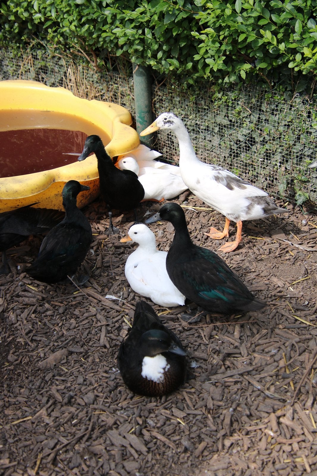 Eendjes te koop, Dieren en Toebehoren, Pluimvee, Eend