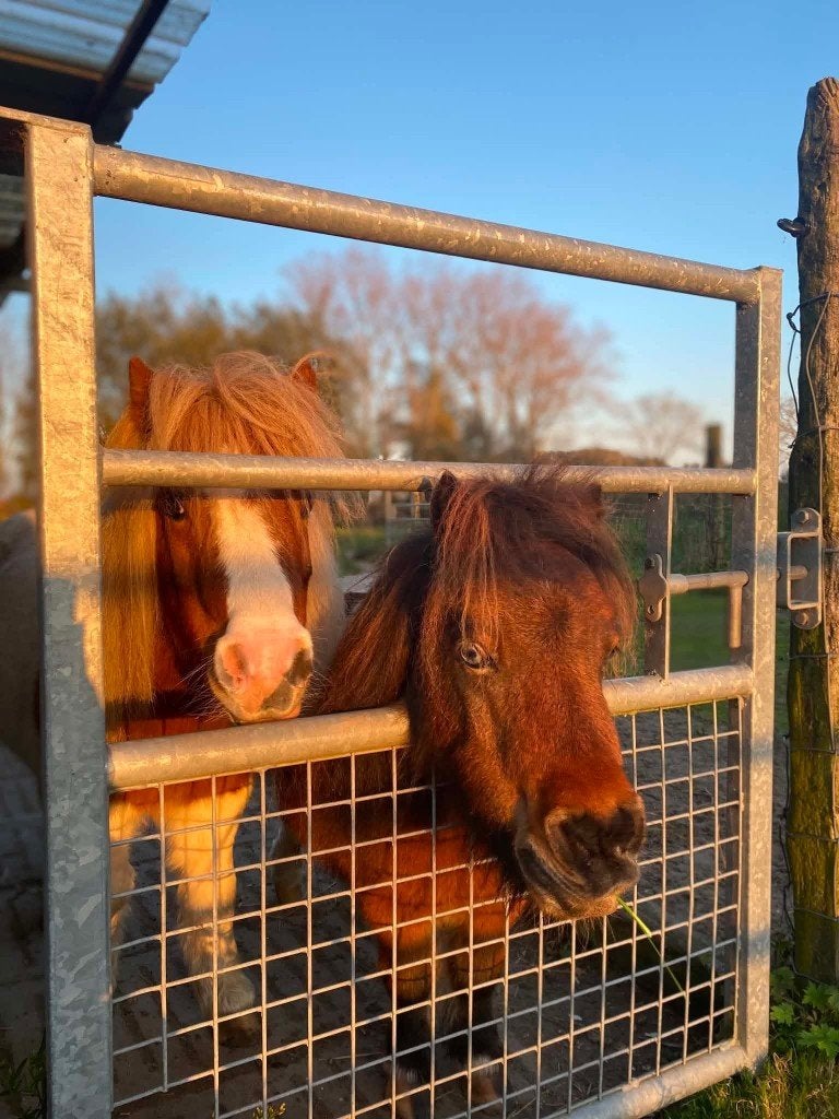 Weide gezocht voor 2 minipaardjes, Pâturage, 2 ou 3 chevaux ou poneys