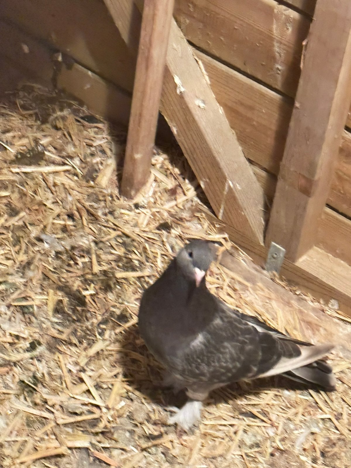 Mooi duiven, Dieren en Toebehoren, Mannelijk, Roofvogel