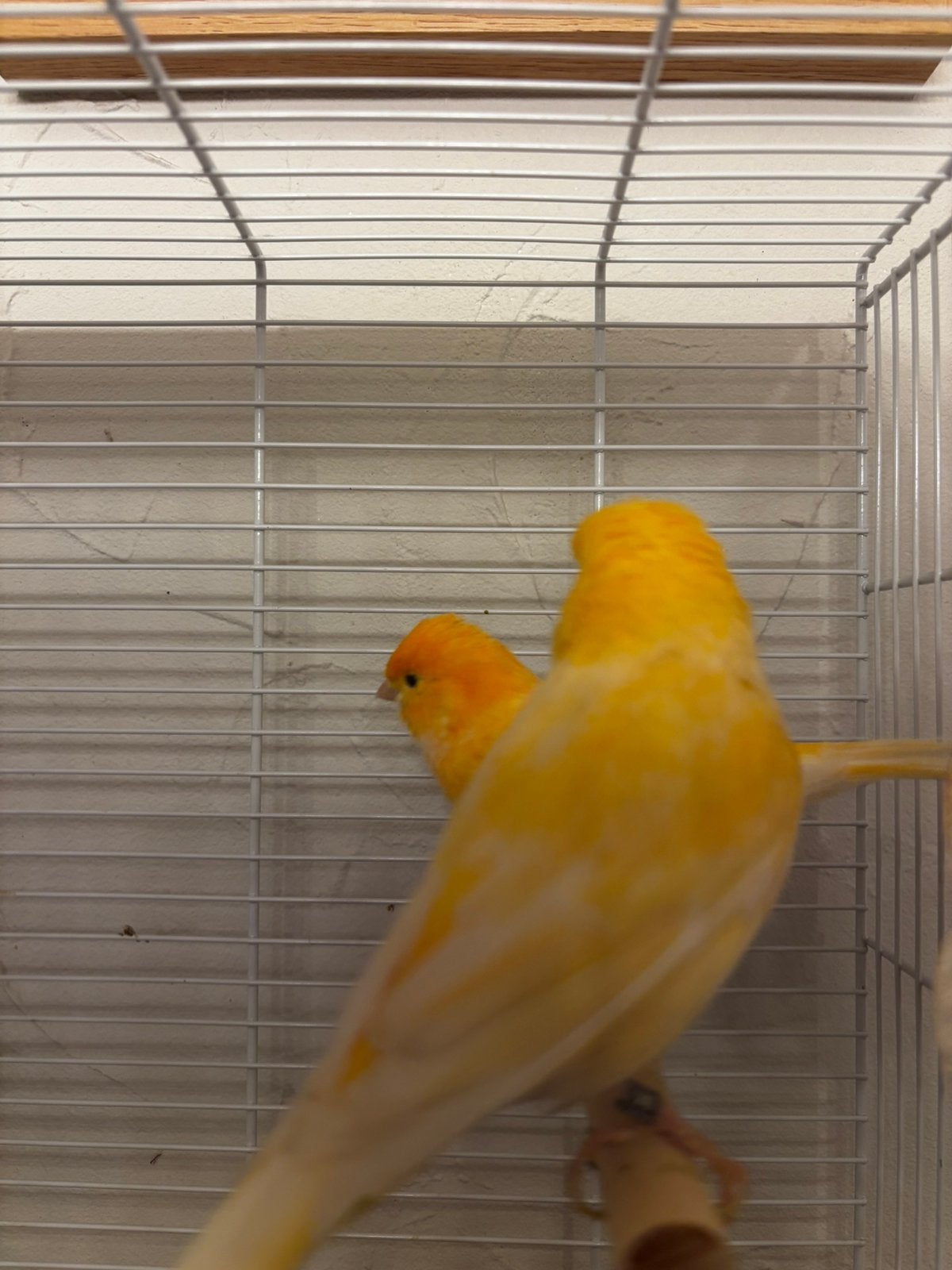 Couple de canaris., Animaux & Accessoires, Plusieurs animaux