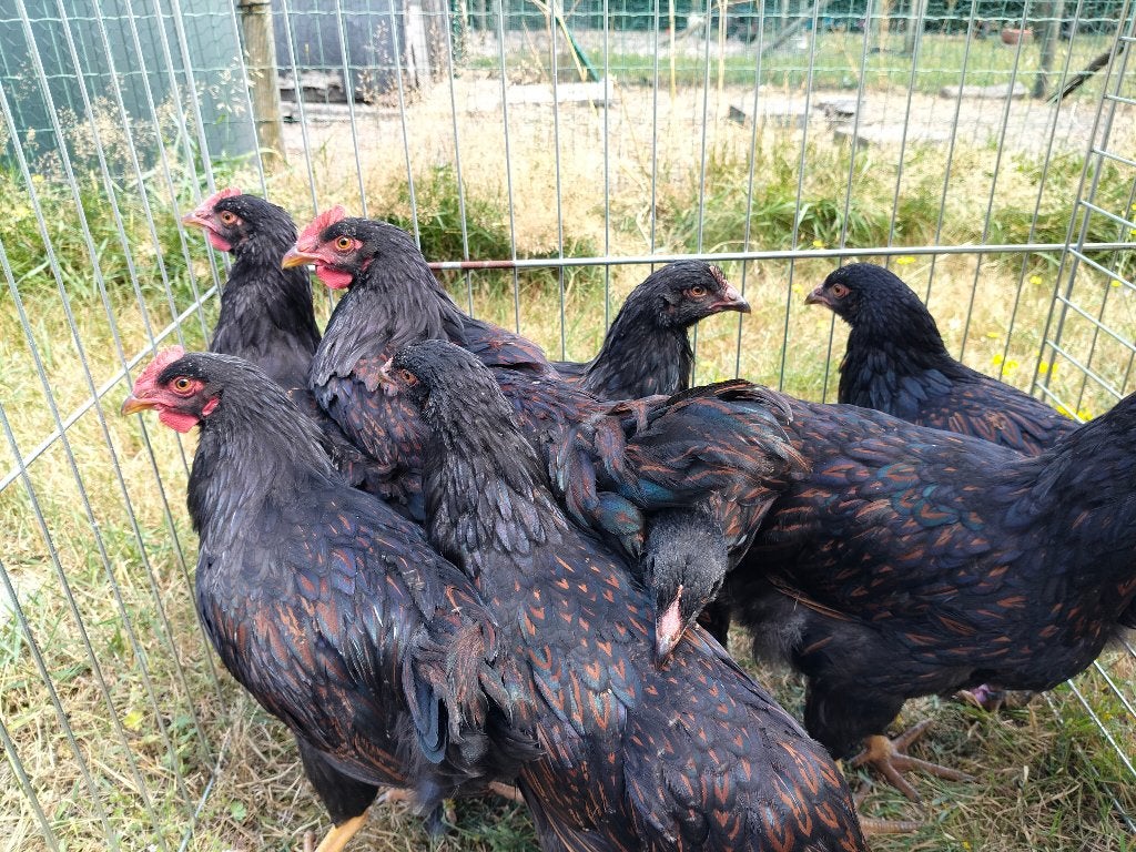 Trio Barnevelder kippen, Dieren en Toebehoren, Meerdere dieren, Kip
