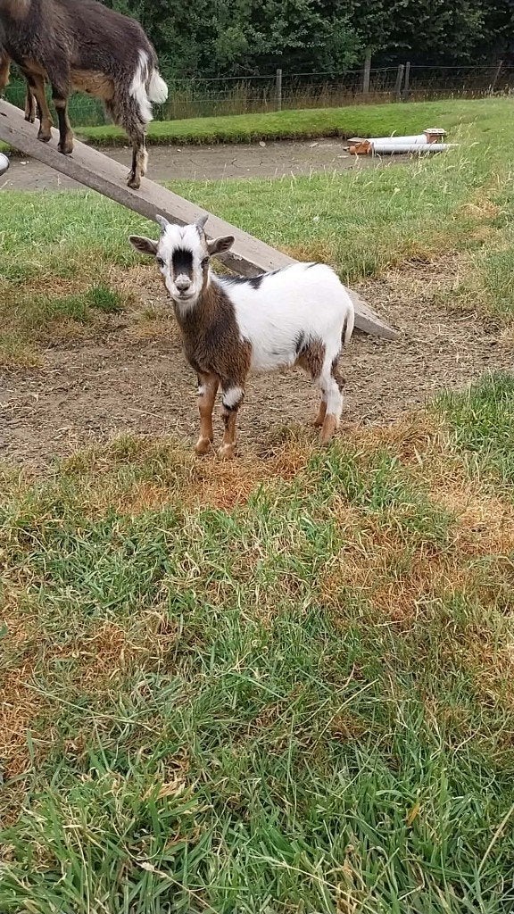 2 dwerggeitjes, Mâle, Chèvre, 0 à 2 ans