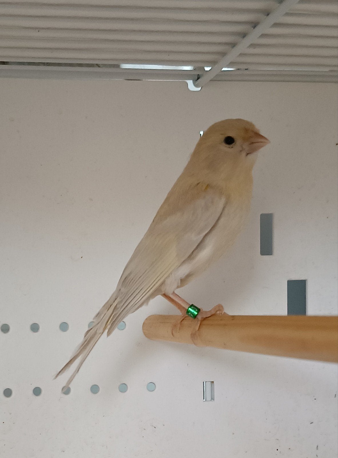 Kanarie pop, Dieren en Toebehoren, Vogels | Overige Vogels, Geringd