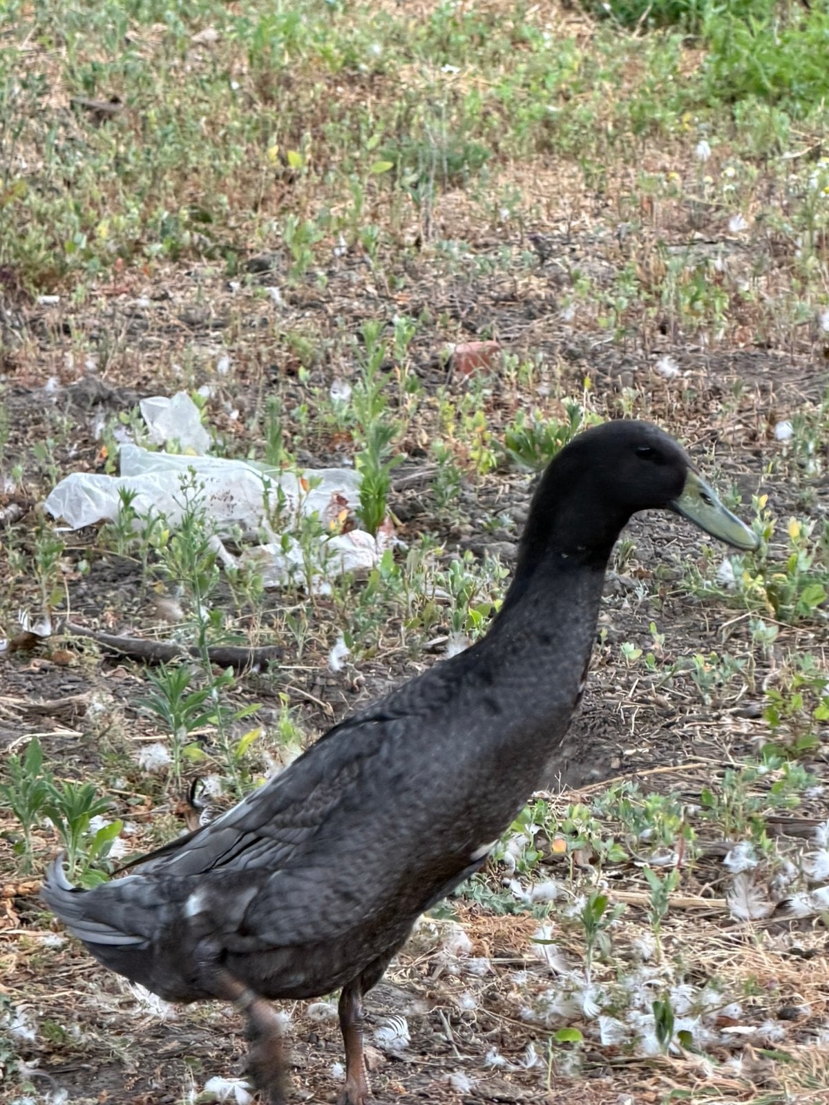 Indische loopeenden, Plusieurs animaux, Canard