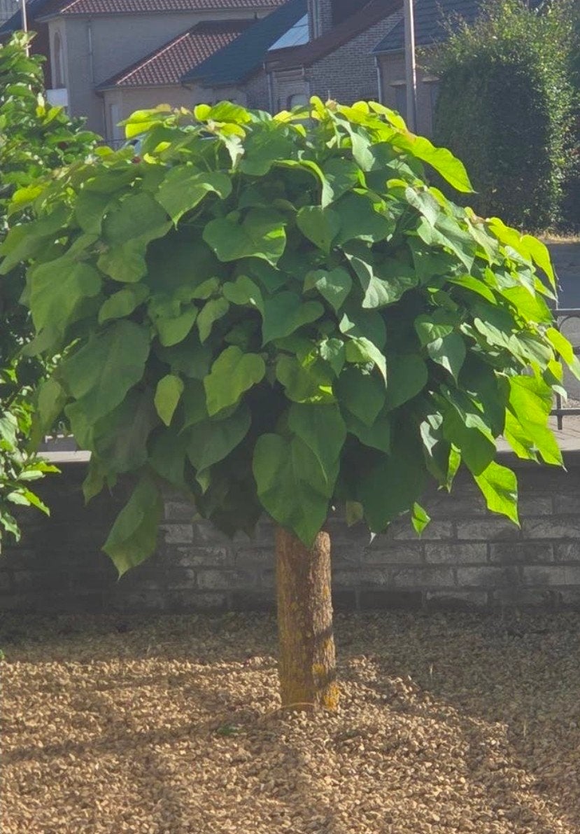 2 catalpa bomen, Jardin & Terrasse, Plantes | Arbres, Enlèvement