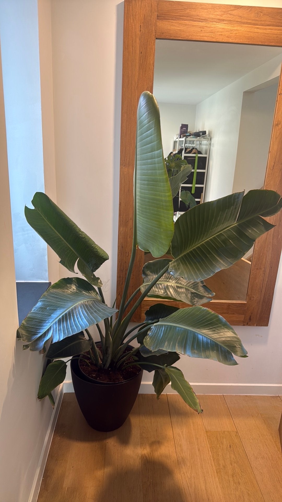 Oiseau de paradis Strelitzia Nicolai, Huis en Inrichting, Kamerplanten, Ophalen, Overige soorten, Halfschaduw, In pot