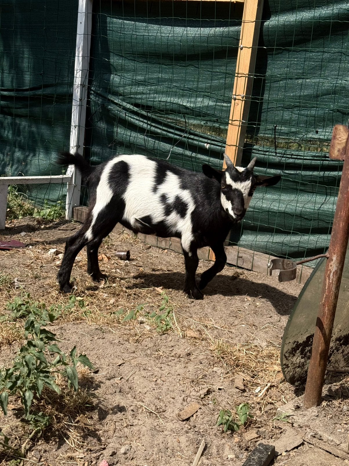 Dwerg geiten - bokie, Dieren en Toebehoren