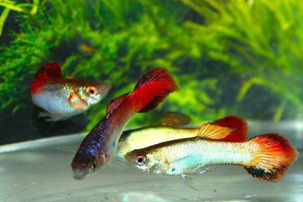 Hobbyaquarium Poec Coral Redtail / guppy, Dieren en Toebehoren, Vissen | Aquariumvissen, Vis, Zoetwatervis, Schoolvis
