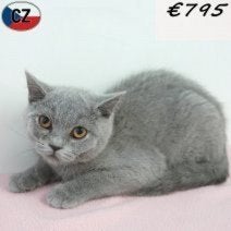 British Shorthair - femelle bleue à vendre, Chatte ou Chat, Avec puce électronique, 0 à 2 ans