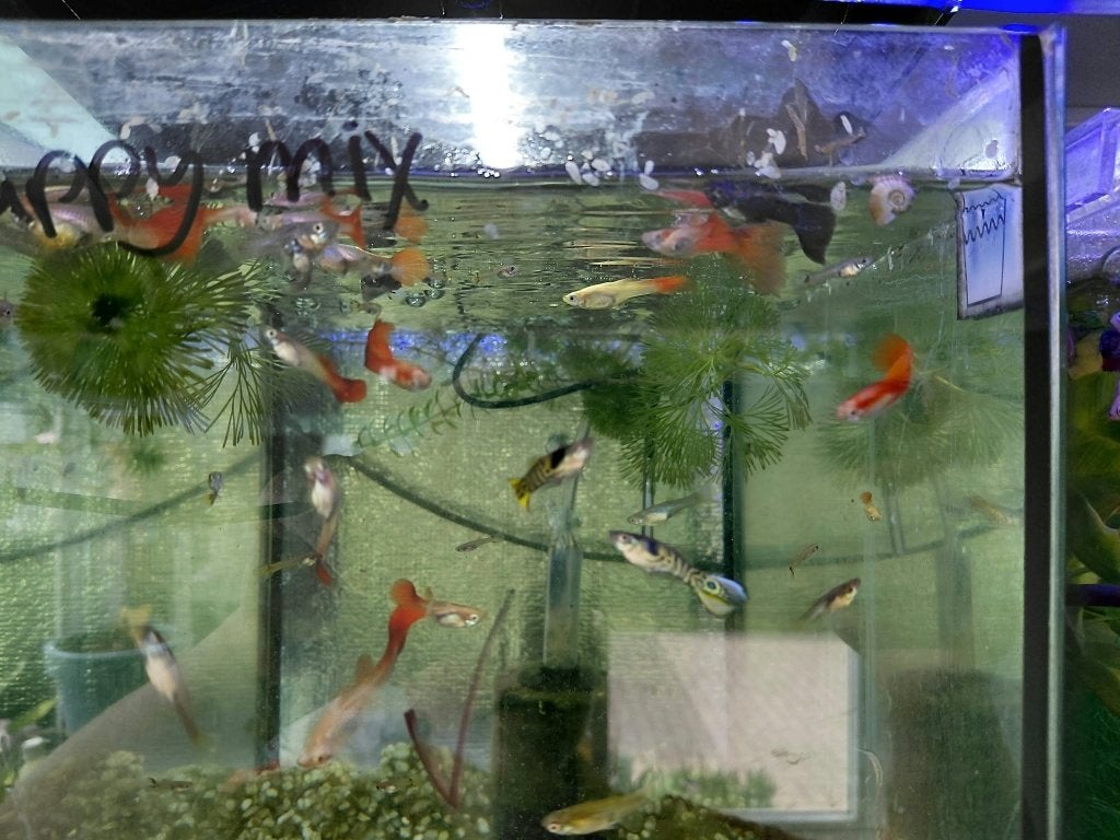 Guppy mix