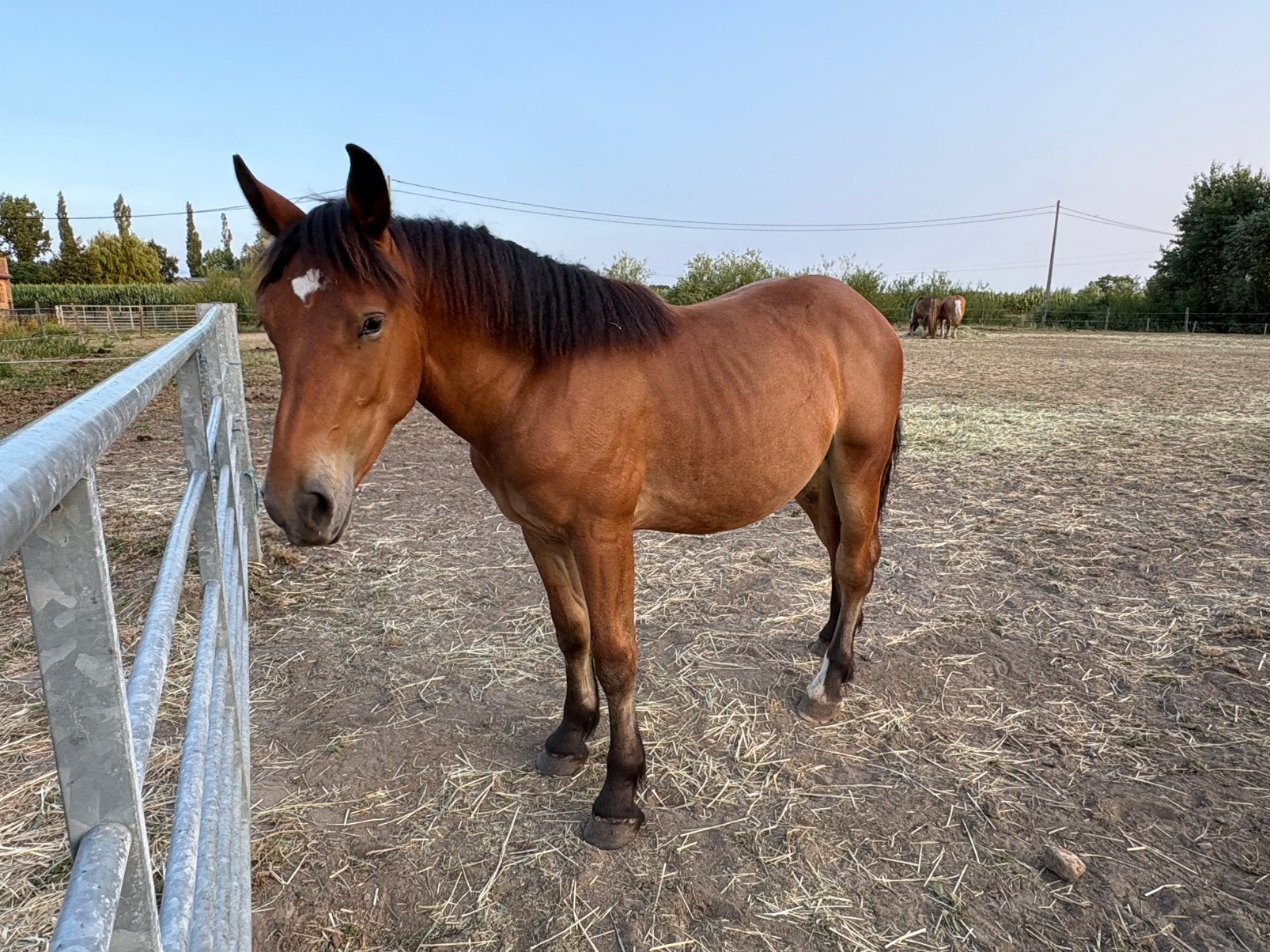 Mooie comtois hengst jaarling BAI - paard - trekpaard, Dieren en Toebehoren, Juni, Mannelijk