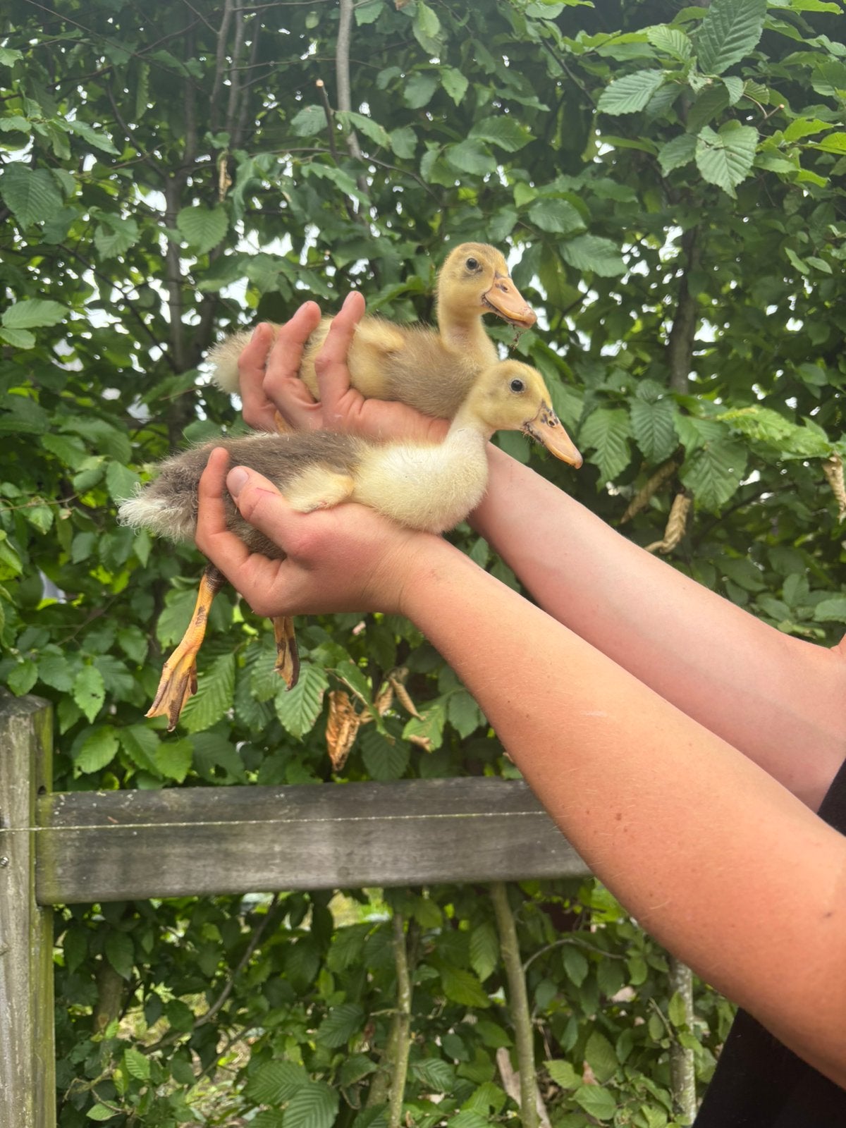 Super schattige loopeenden kuikens, Dieren en Toebehoren