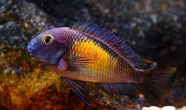 Nakweek van Tropheus moorii Kasakalawe!!! 3-4 cm!!!, Poisson, Poisson d'eau douce