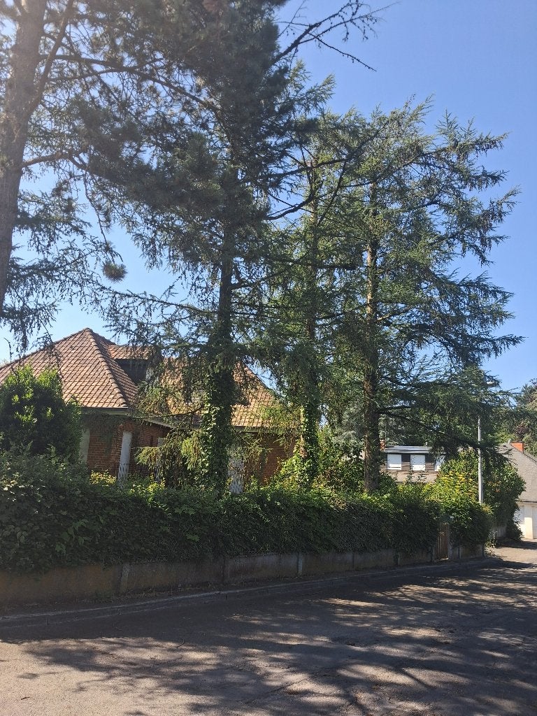 Arbres à couper, 6 m³ ou plus, Enlèvement, Troncs d'arbres