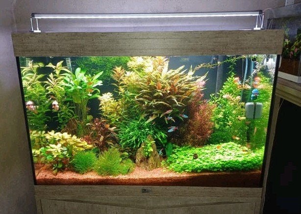 Aquatlantis aquarium,zie omschrijving, Ophalen, Zo goed als nieuw, Gevuld zoetwateraquarium, Aquatlantis