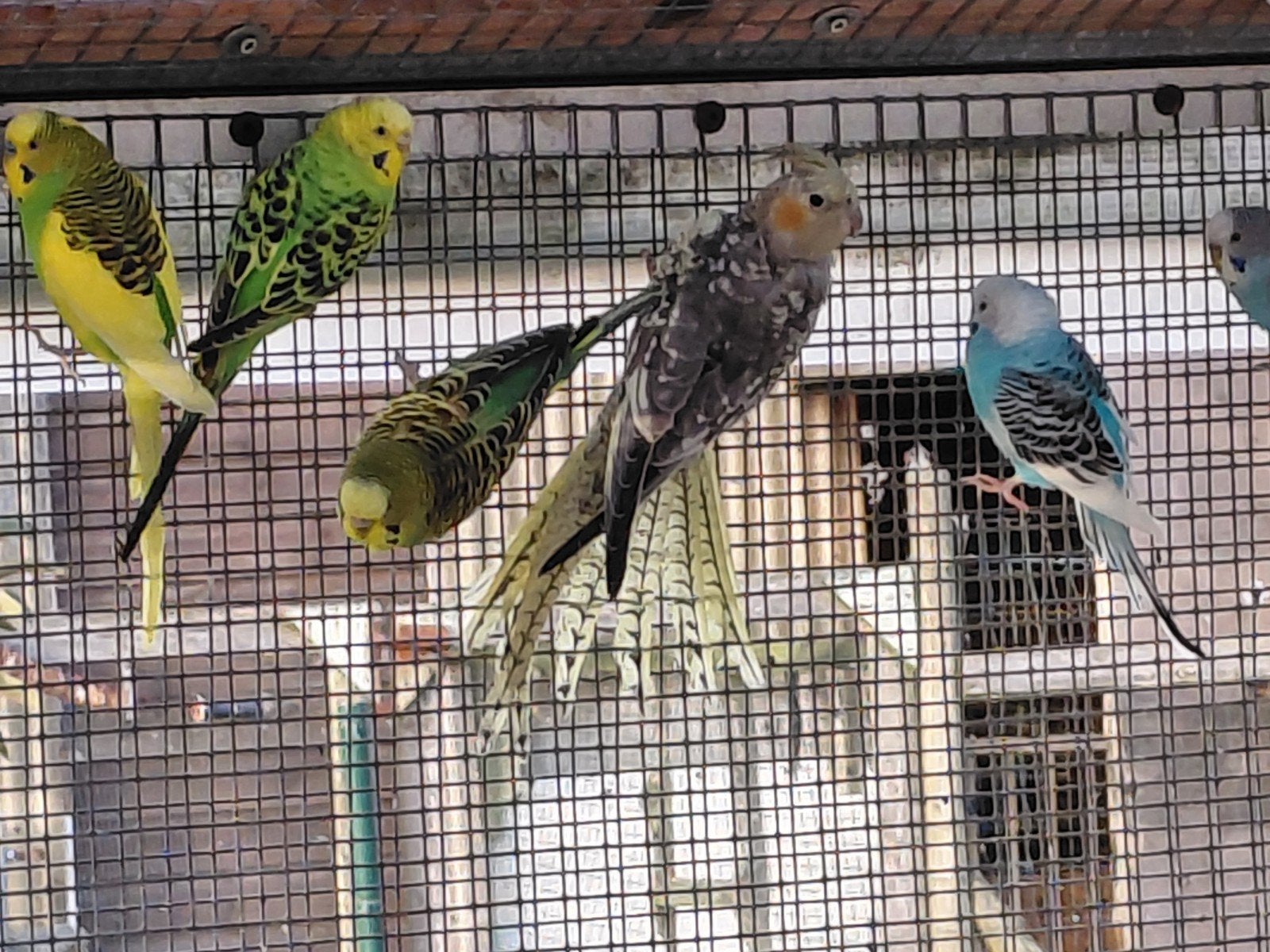 grasparkieten, Animaux & Accessoires