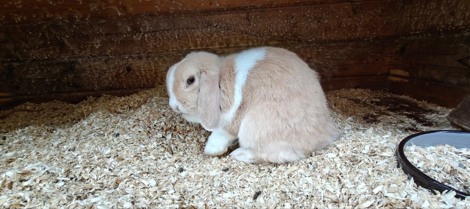 Lieve minilop voedster, Dieren en Toebehoren, Vrouwelijk, Klein, Hangoor, 0 tot 2 jaar