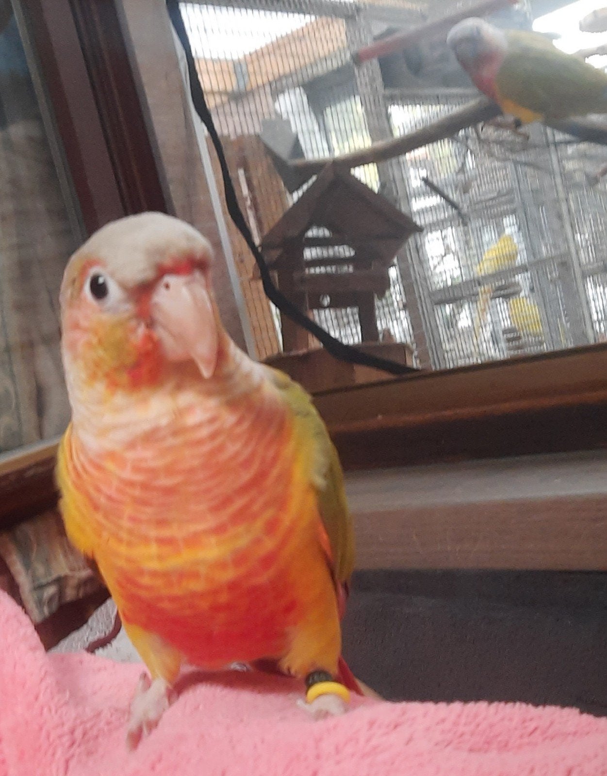 pyrrhura conure molinae EAM, Animaux & Accessoires