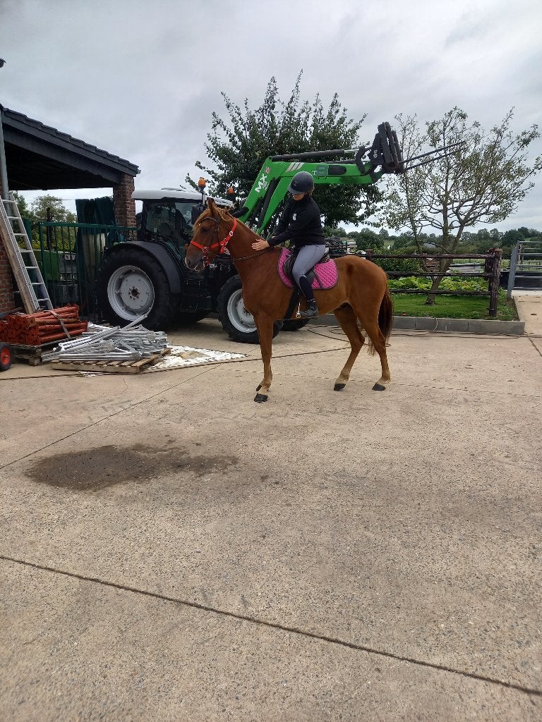 Hongre, Animaux & Accessoires, Débourré, 160 à 165 cm, Cheval de récréation, 3 à 6 ans