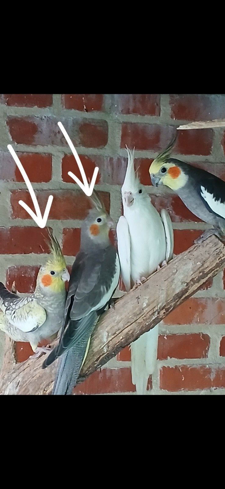 Valkparkieten 2026, Dieren en Toebehoren, Vogels | Parkieten en Papegaaien