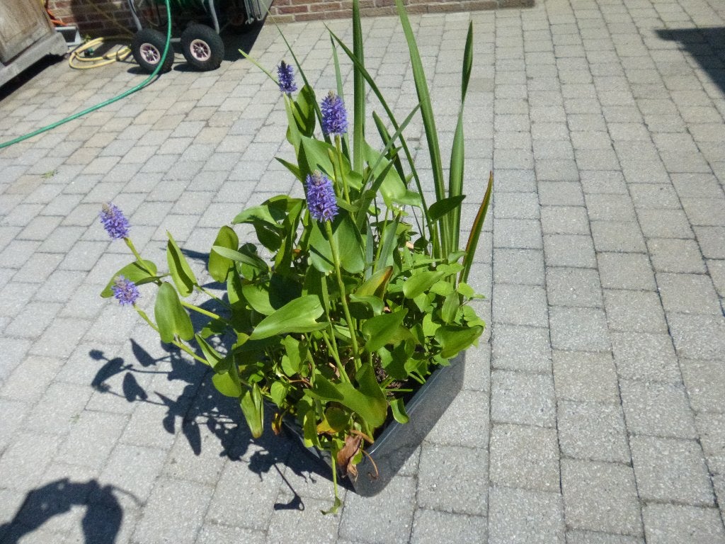 3 Vijverplanten, Tuin en Terras, Ophalen, Nieuw, Overige typen