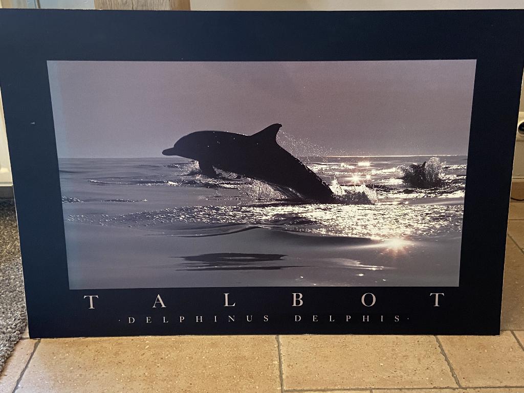 Poster dauphin de Talbot "Delphinus Delphis", Ophalen, Gebruikt