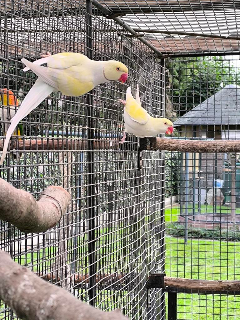 Halsbandparkiet jongen, Dieren en Toebehoren