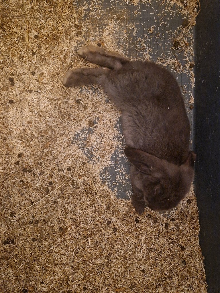 Franse hangoren geboren 21 mrt 26, Plusieurs animaux, Grand, Oreilles tombantes, 0 à 2 ans