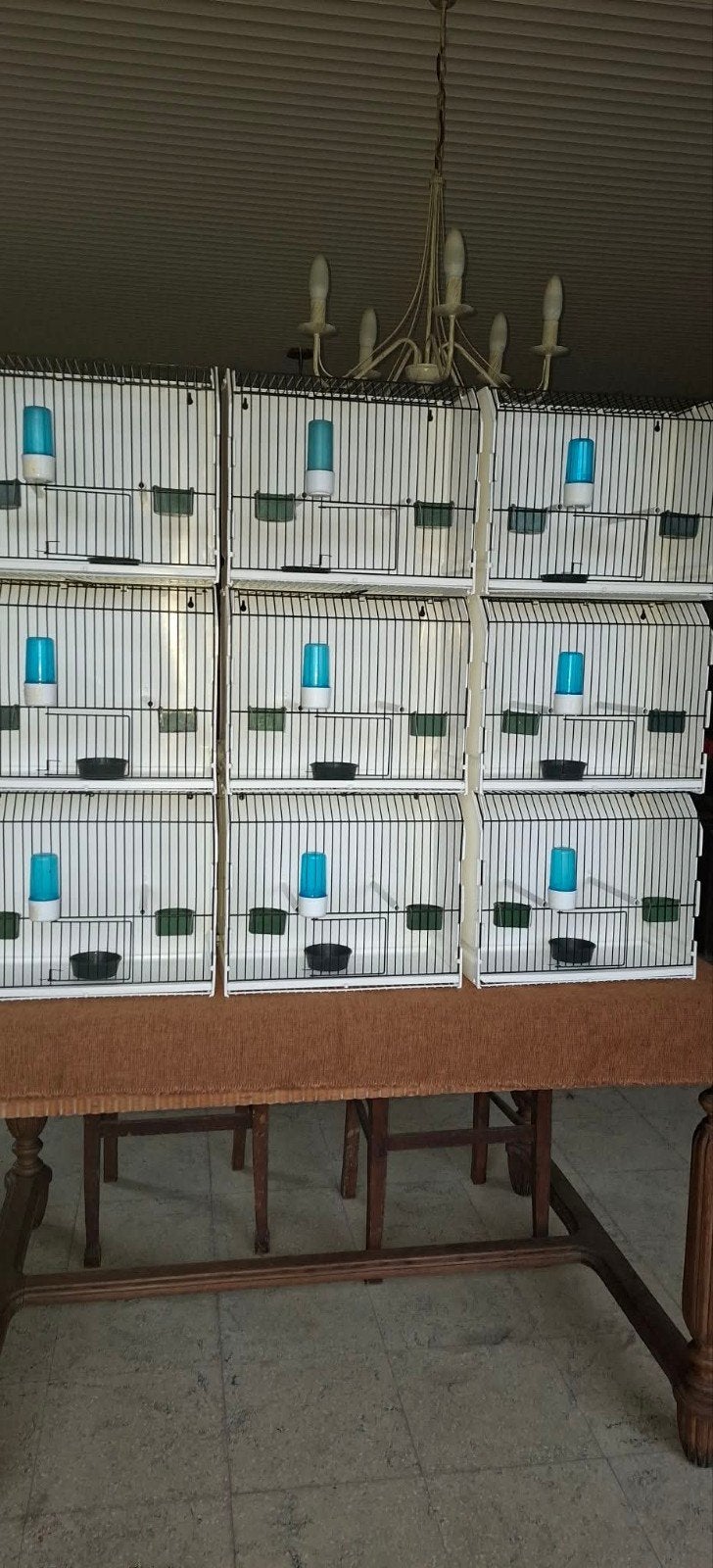 Vogelokooitjes, Dieren en Toebehoren, Ophalen