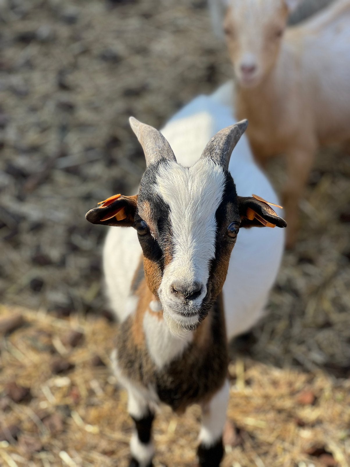 Dwerggeit bok wit/bruin, Mâle, Chèvre, 0 à 2 ans